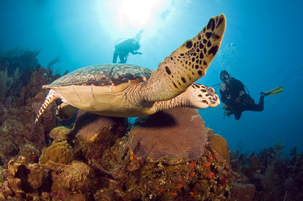 Mayan Princess Beach & Dive Resort Уест Бей Екстериор снимка