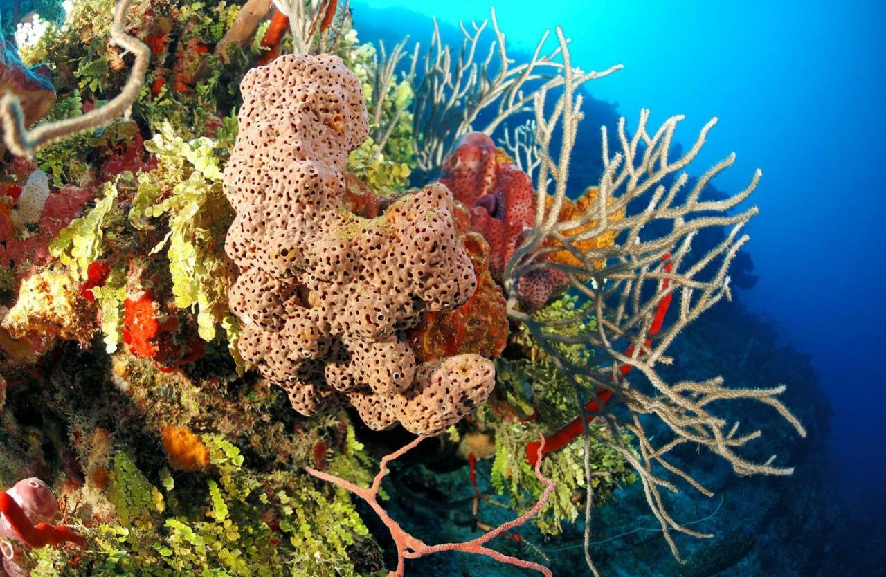 Mayan Princess Beach & Dive Resort Уест Бей Екстериор снимка